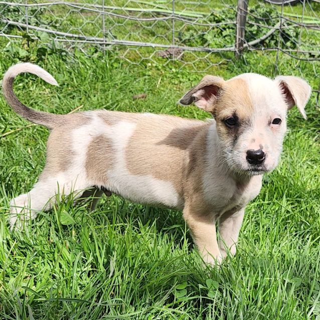 Photo of Lupin 