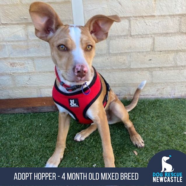 Photo of Hopper   4 Month Old Mixed Breed (Trial)