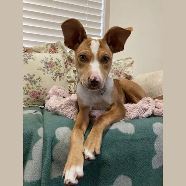 Photo of Hopper   4 Month Old Mixed Breed (Trial)