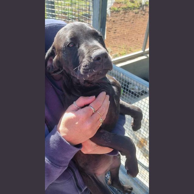 Photo of Otis