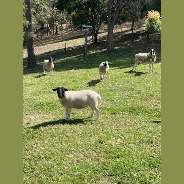 Photo of Mama   Aunty And Babies
