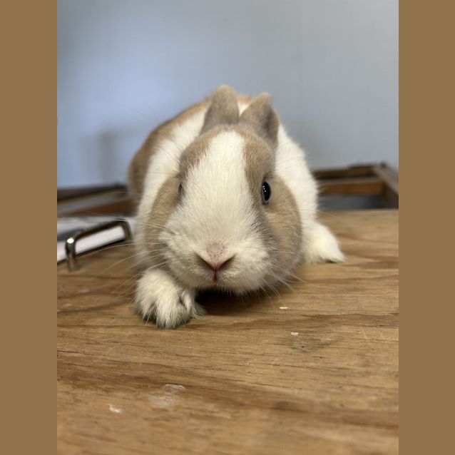 Photo of Rosie