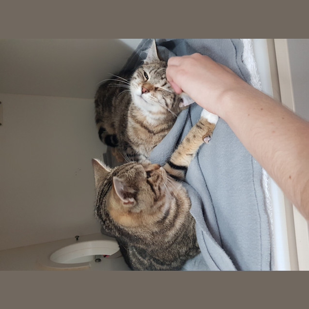 Photo of Pippy 