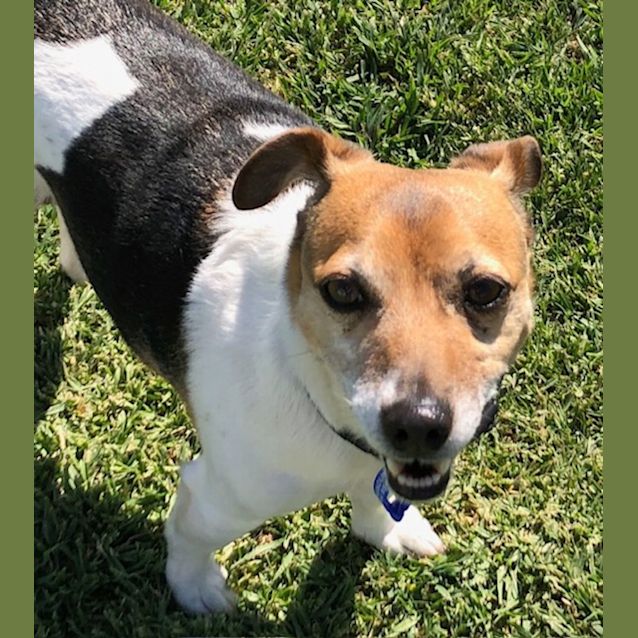 Photo of Milo   2 Year Old Jack Russell Terrier (Trial)