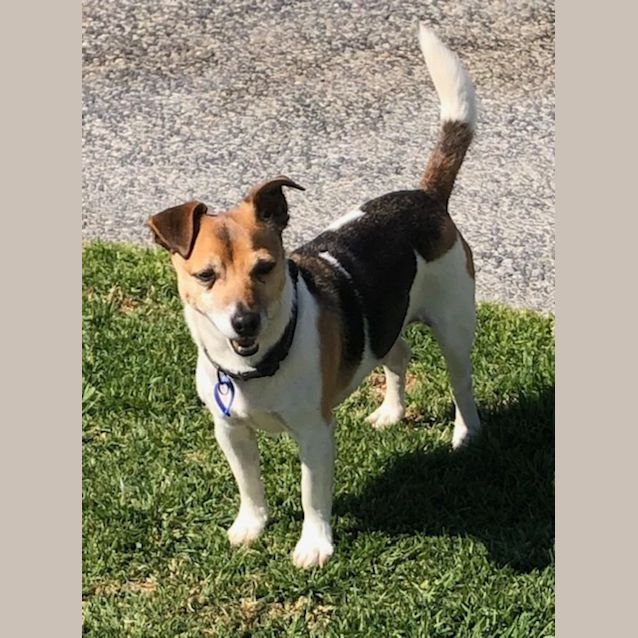 Photo of Milo   2 Year Old Jack Russell Terrier (Trial)