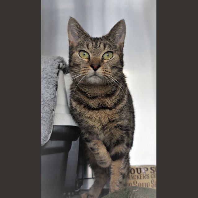 Photo of Attie