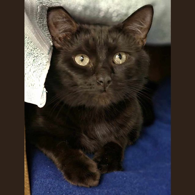 Photo of Dobby