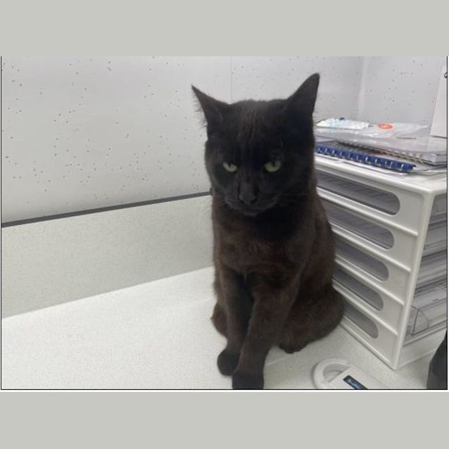 Photo of Flea (1094)