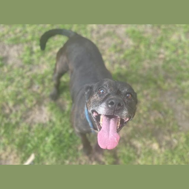 Photo of Happy Chappy