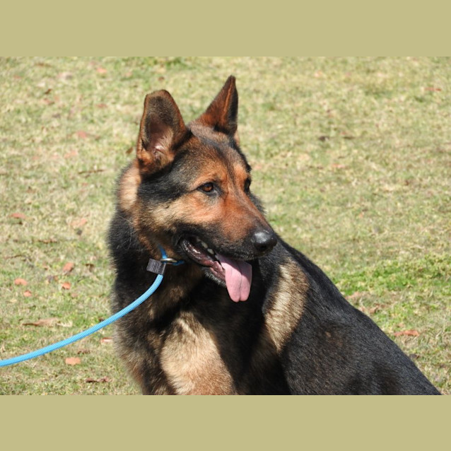 Photo of Zeus   3 Yr Old