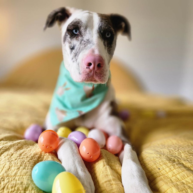 Photo of Hoops