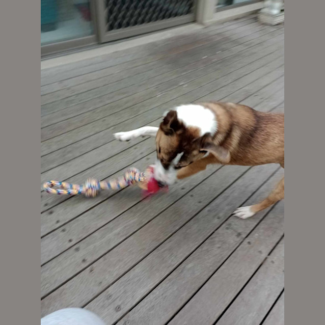 Photo of Milo 