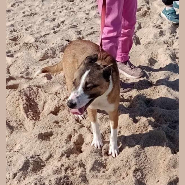 Photo of Milo 