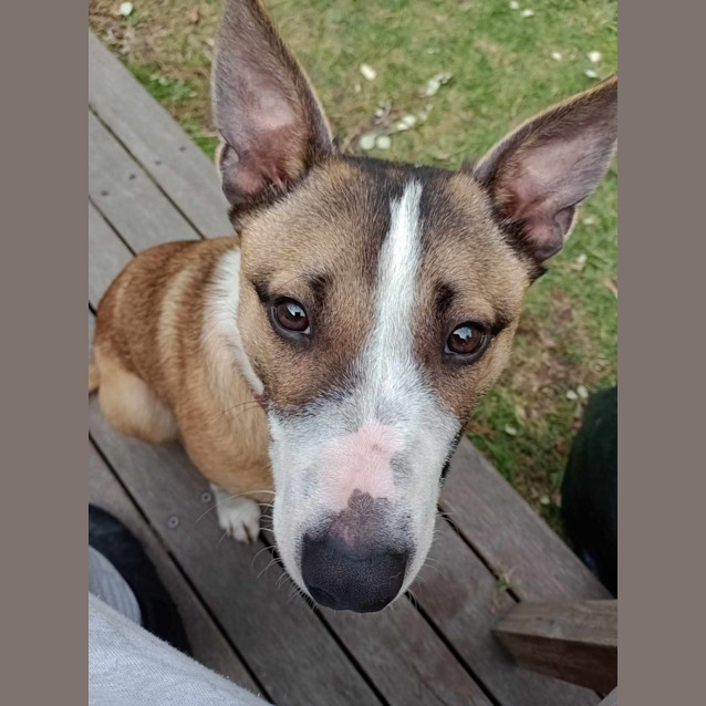 Photo of Milo 