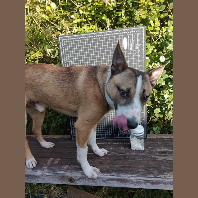 Photo of Milo 