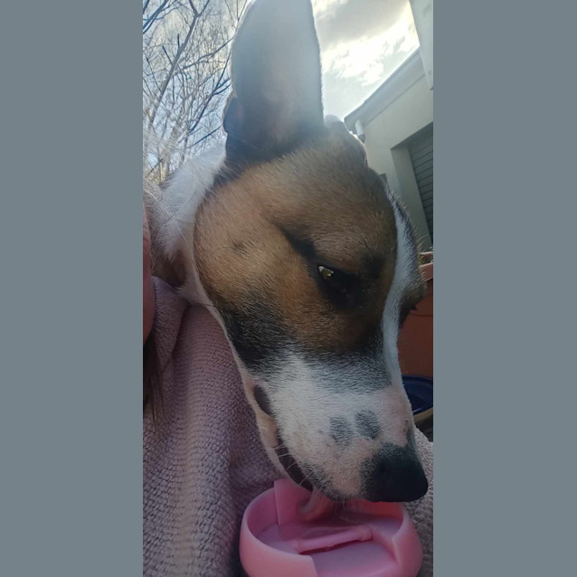 Photo of Milo 