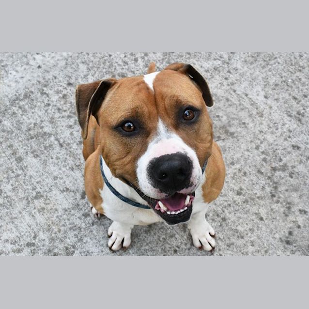 Photo of Toast 35414