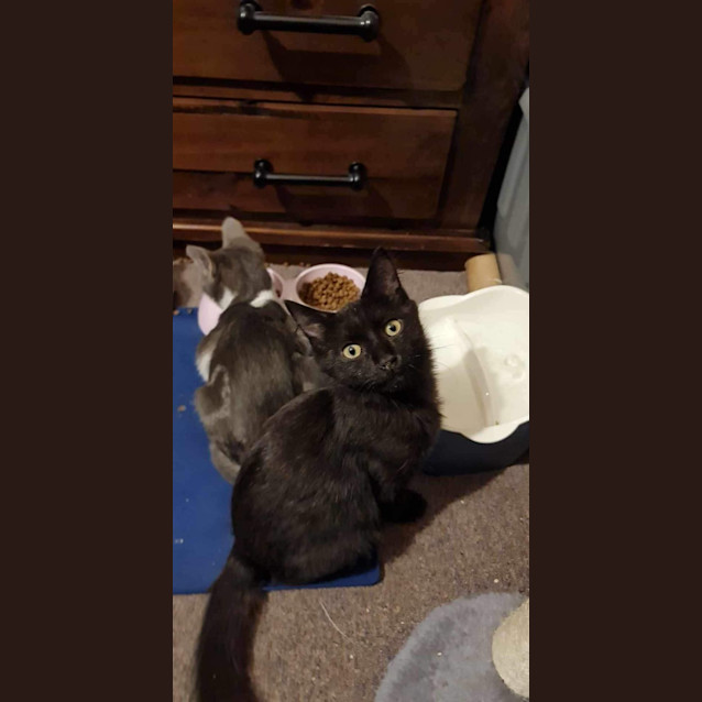 Photo of Tinka  *9 Lives Project Rescue*