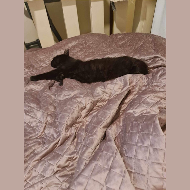 Photo of Tinka  *9 Lives Project Rescue*