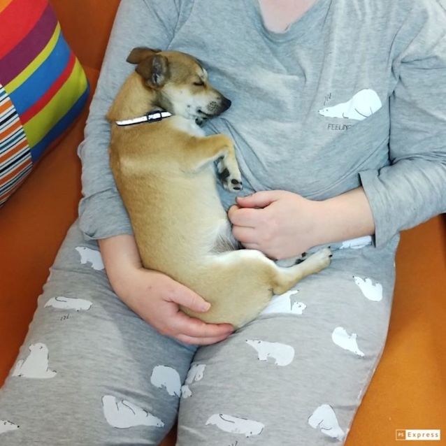 Photo of Nugget