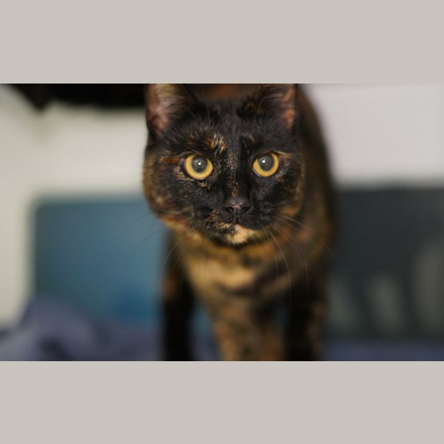 Photo of Bella