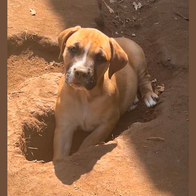 Photo of Pepper