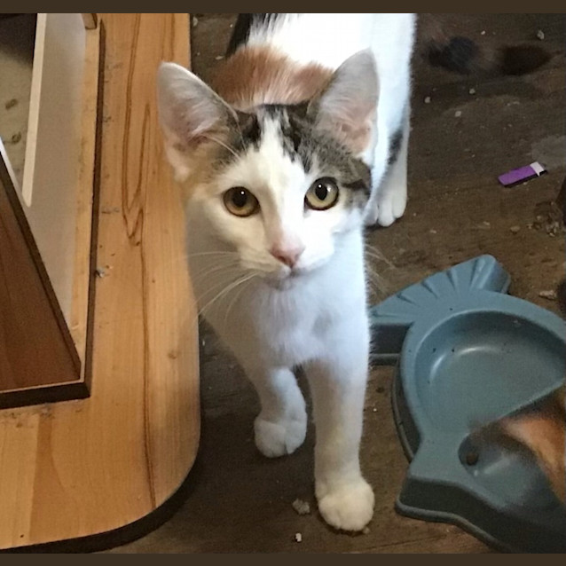 Photo of Clover