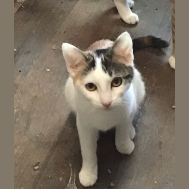 Photo of Clover