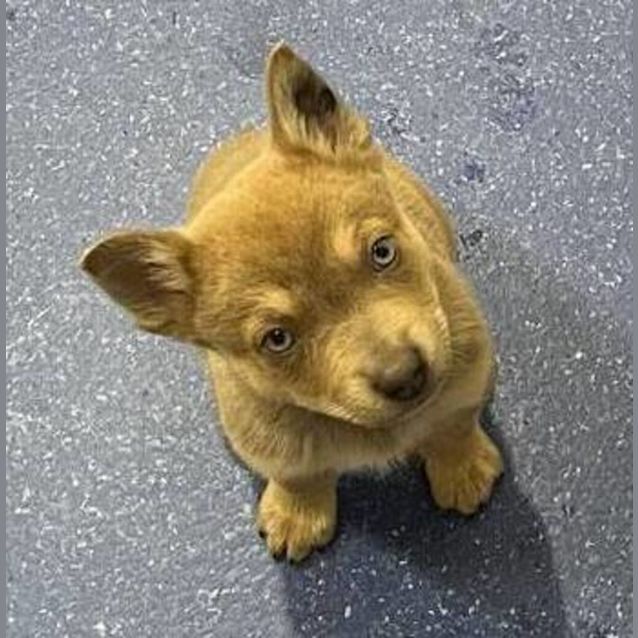 Photo of Ollie