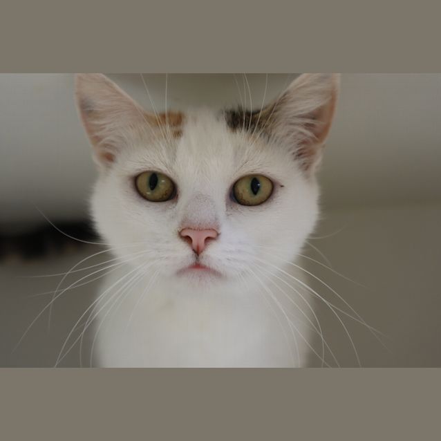 Photo of Hazelnut
