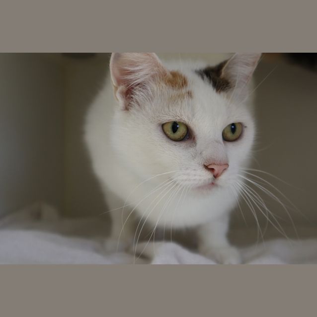 Photo of Hazelnut