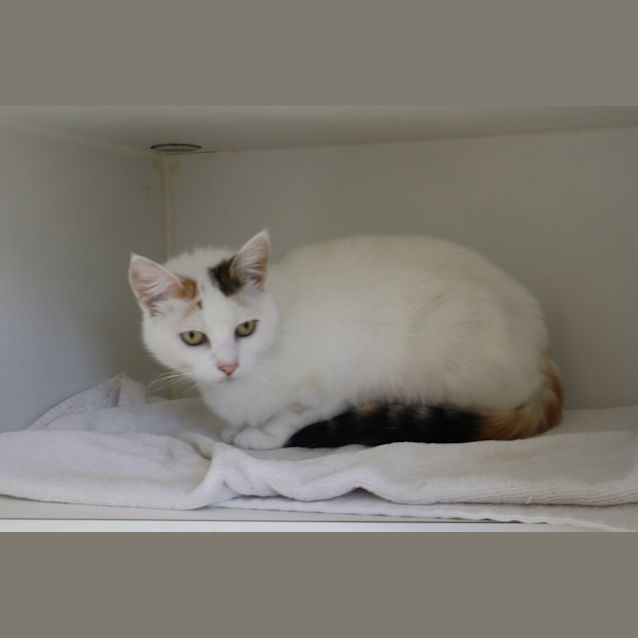 Photo of Hazelnut