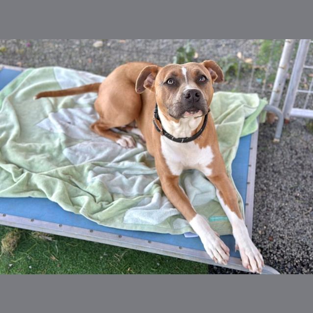 Photo of Xena