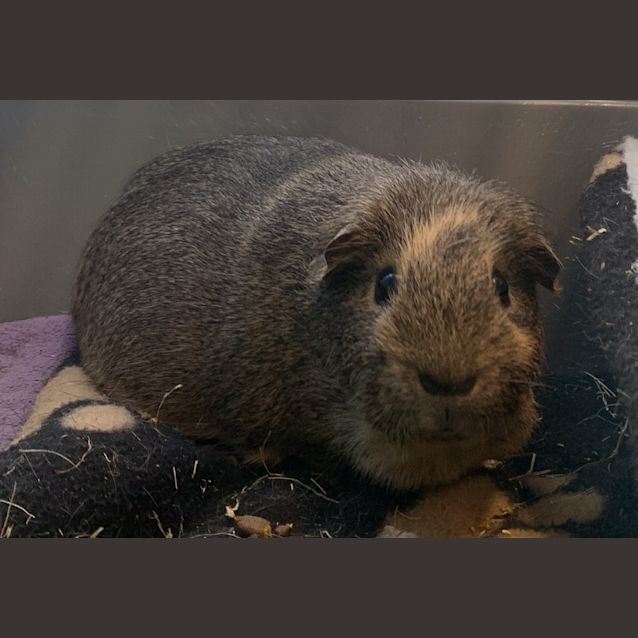 Photo of Pepper