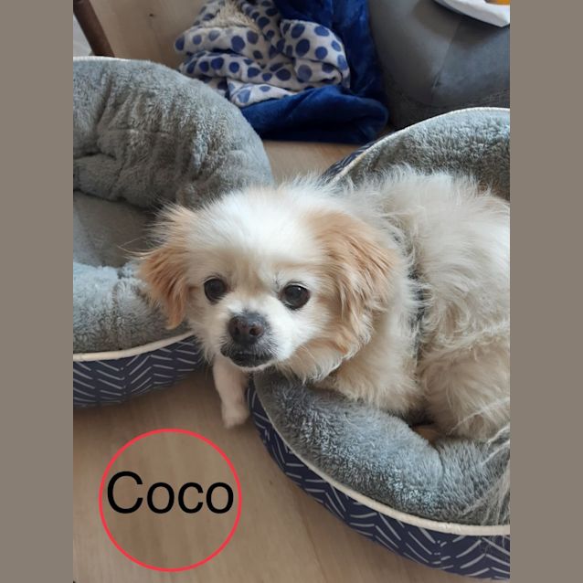 Photo of Coco