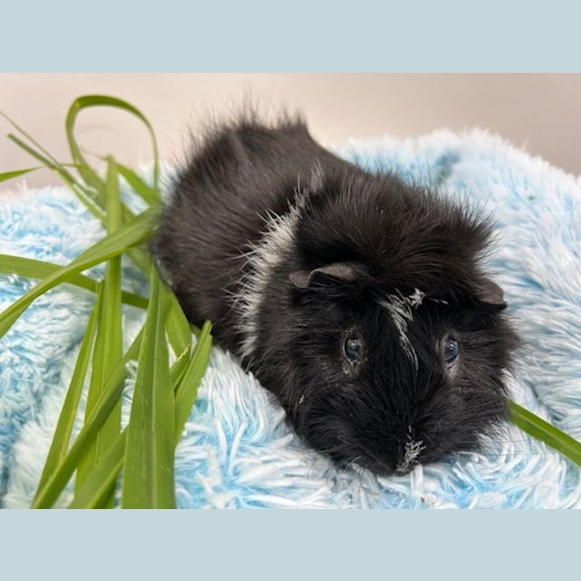 Photo of Phoenix