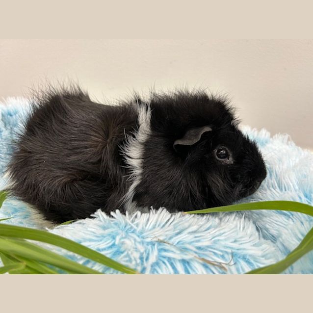 Photo of Phoenix