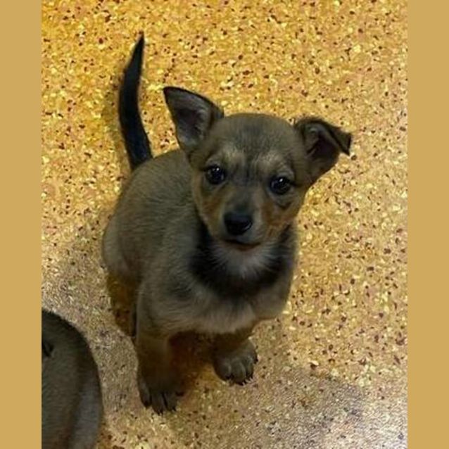 Photo of Indy