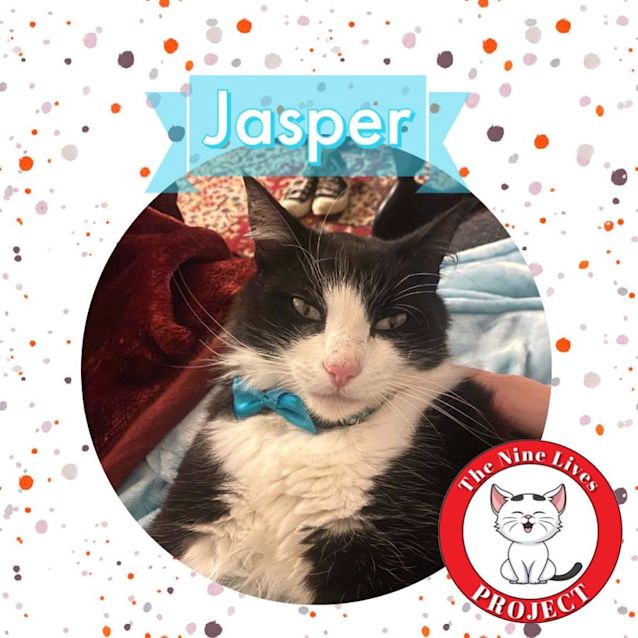 Photo of Jasper *9 Lives Project Rescue*
