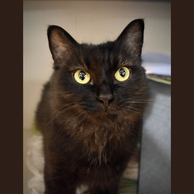 Photo of Willow