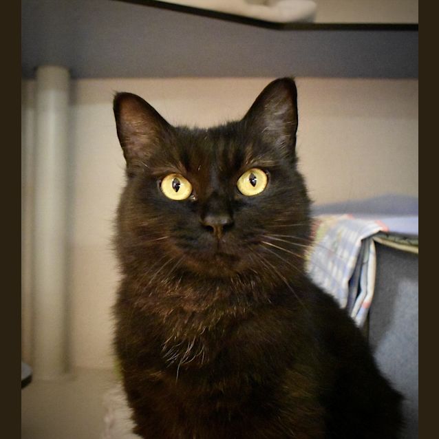 Photo of Willow
