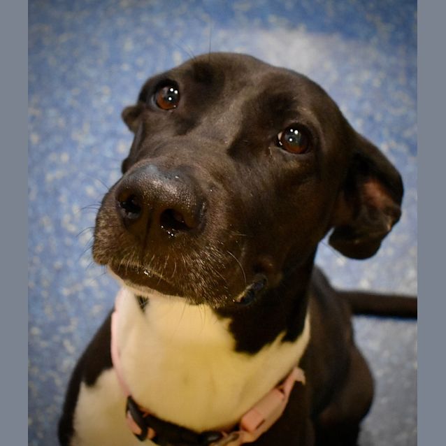 Photo of Lucky
