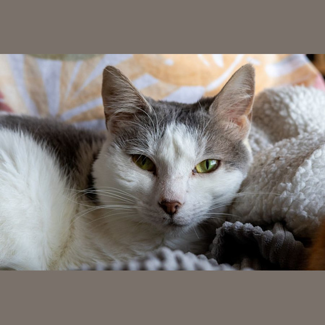 Photo of 🌸 Calypso 🌸