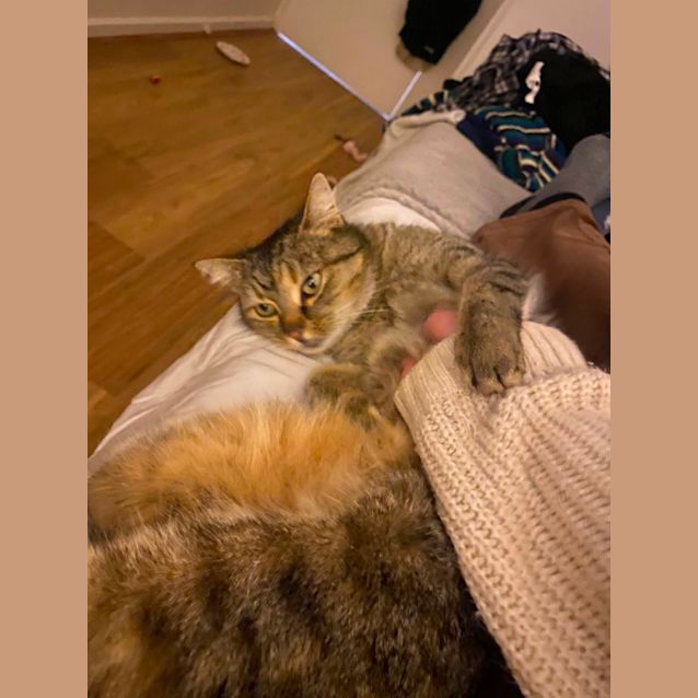 Photo of Phoenix *9 Lives Project Rescue*