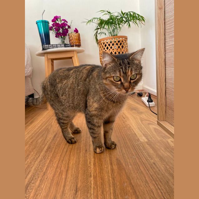 Photo of Phoenix *9 Lives Project Rescue*