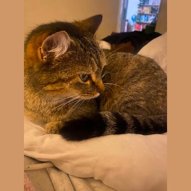 Photo of Phoenix *9 Lives Project Rescue*