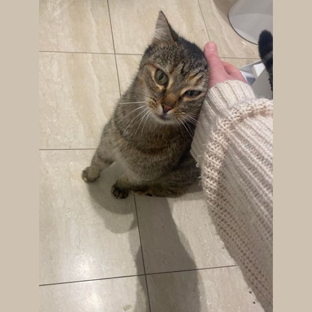 Photo of Phoenix *9 Lives Project Rescue*