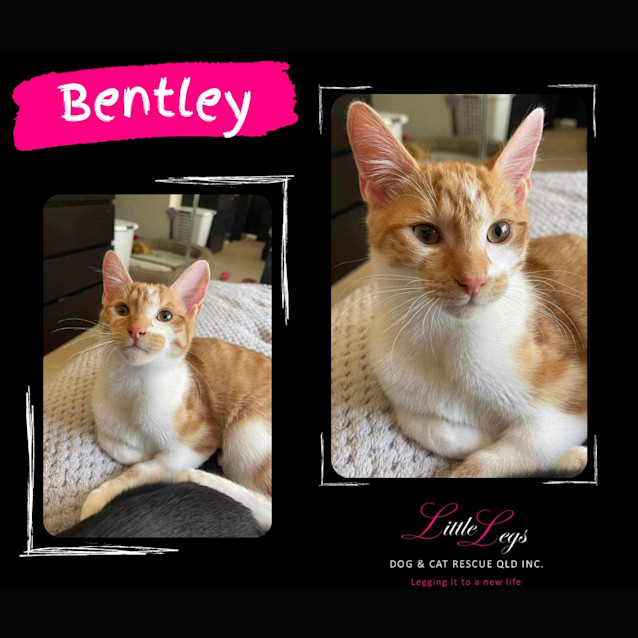 Photo of Bentley
