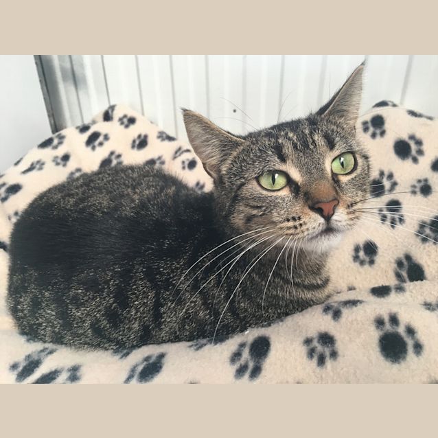 Photo of Honey
