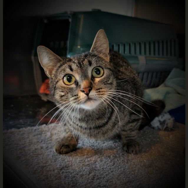 Photo of Honey
